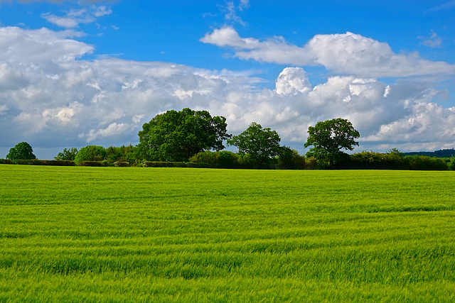 Early summer skies