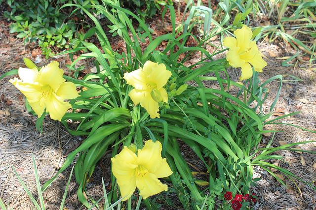 In the Garden..   ( large hybrid day Lily)