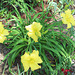 In the Garden..   ( large hybrid day Lily)