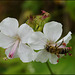 Biene storchenschnabelt