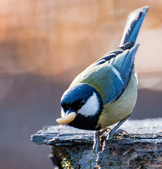 Great tit8