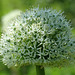 Close up of Allium with the new camera