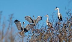 Herons