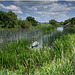 The Thames near Inglesham