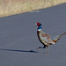 Pheasant crossing the road