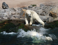 Die großen Eisbären sind Brüder