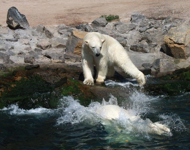 Die großen Eisbären sind Brüder