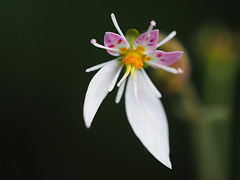 Saxifraga