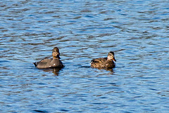 20150308 7269VRTw [D~PB] Schnatterente (Anas strepera) [m+w], Steinhorster Becken, Delbrück