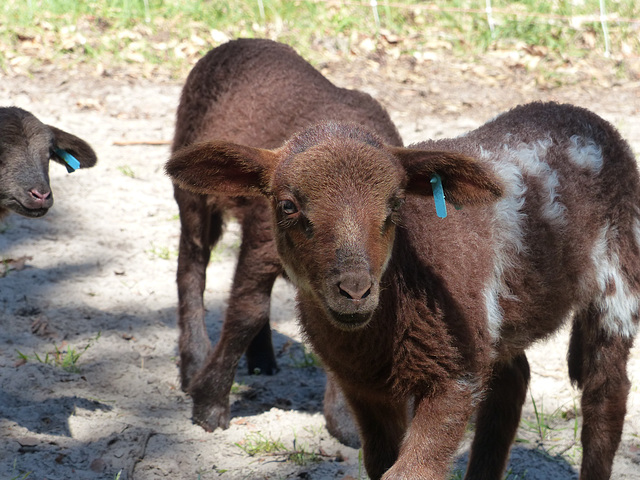 Transhumance du 5 mai 2016