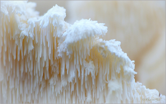 Tiered Tooth Fungus ~ Gelobde pruikzwam (Creolophus cirrhatus. Syn: Hericium cirrhatum)... + 3x PiP!