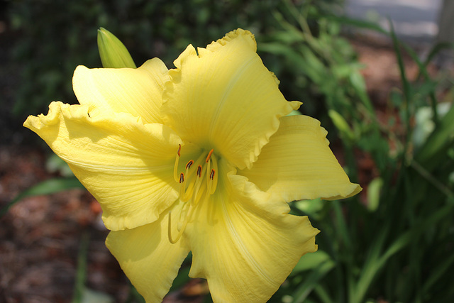 In the Garden... (Day Lily)