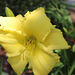 In the Garden... (Day Lily)