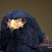 Bateleur des savanes