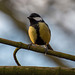 Great tit9jpg