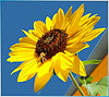 Sunflower nectar is offered... ©UdoSm