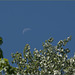 Day Moon over neighbours' trees