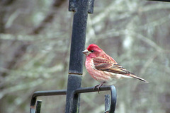 Purple Finch