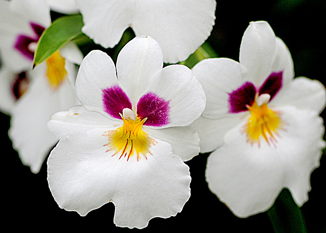 Pansies