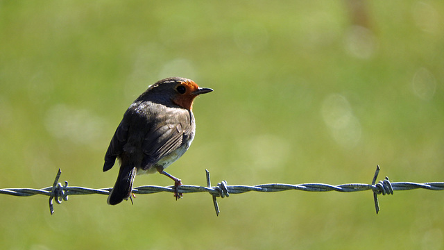 Robin being careful!