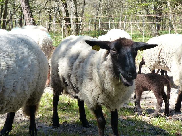 Transhumance du 5 mai 2016