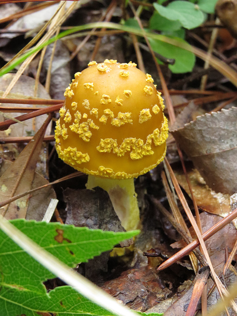 A yellow mushroom