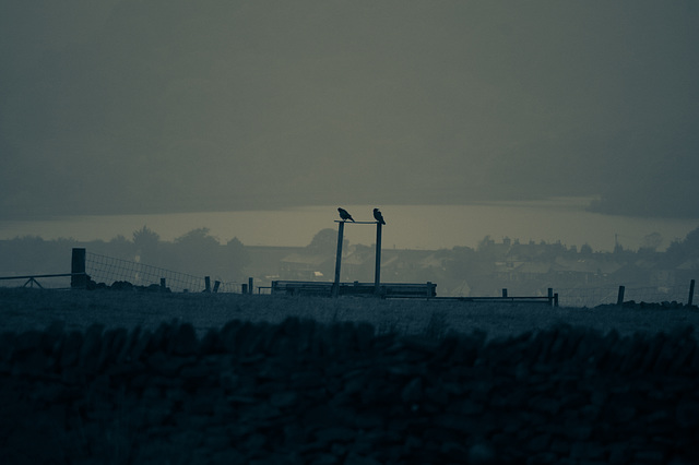 Crows on a dark and wet morning