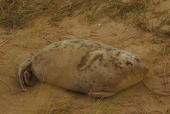 GreySeal1081