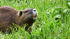 Nutria ...