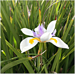 Butterfly Iris