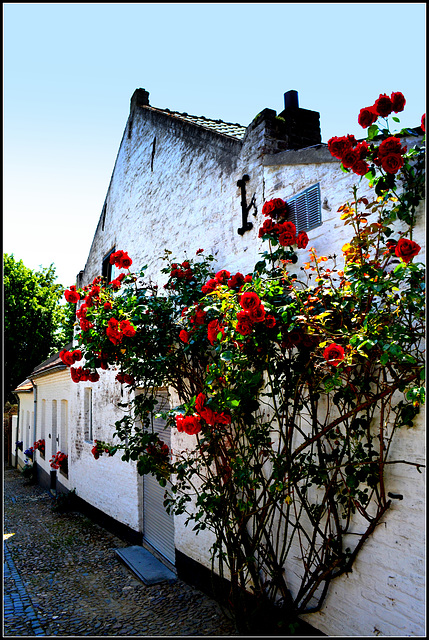 Rose wall