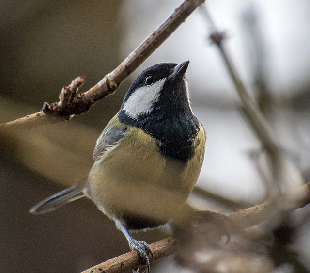 Great tit10