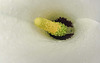 20200628 9258CPw [D~LIP] Gefleckte Calla (Zantedeschia albomaculata), Bad Salzuflen