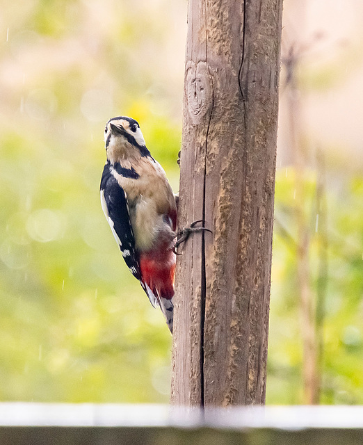 Great spotted woodpecker