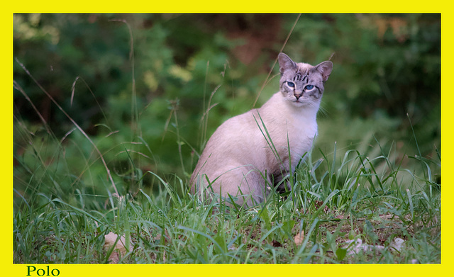 Gato joven con preciosos ojos azules + (1 PiP)