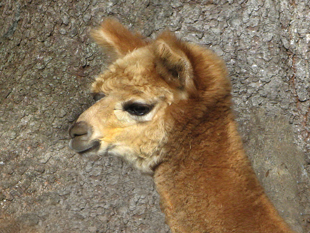 Pretty profile (For Christa)