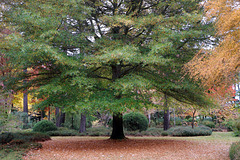 Fin prêt pour le concours de beauté organisé par Mère Nature . Fin prêt pour le concours de beauté organisé par Mère Nature .