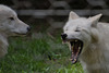 im 'Wolfspark Werner Freund' ... P.i.P. (© Buelipix)
