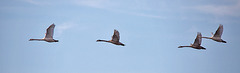 20150308 7271VRTw [D~PB] Höckerschwan (Cygnus olor), Steinhorster Becken, Delbrück