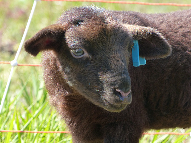 Transhumance du 5 mai 2016