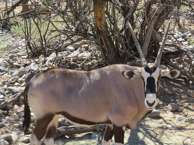 The Face Of Africa