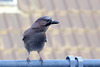 Ein Gast auf unserem Balkon