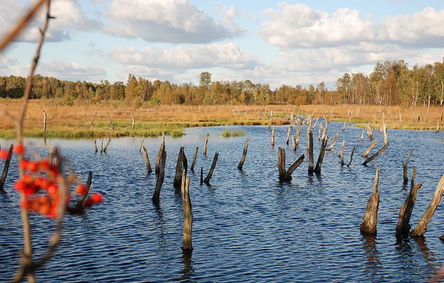 Der Wittmoorsee bei Norderstedt (3 x PiP)