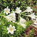 In the Garden...   (Easter Lilies)
