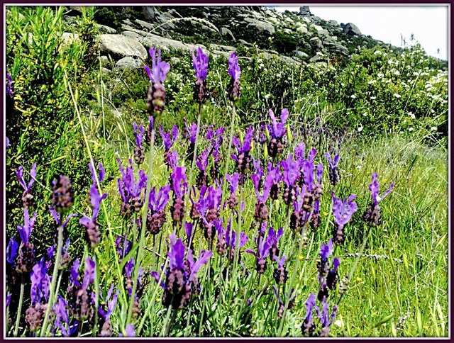 Wild (groovy, even!) lavender!