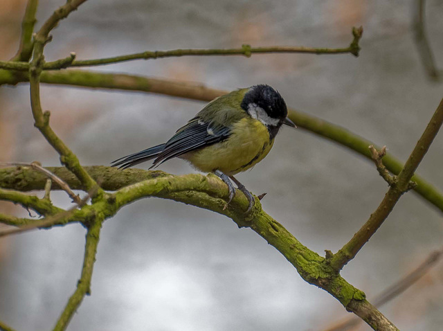 Great tit11