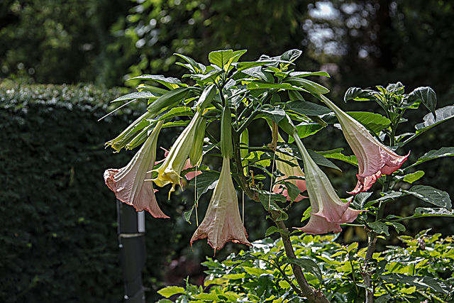 20150828 8591VRAw [D~RI] Engelstrompete (Brugmansia), Rinteln