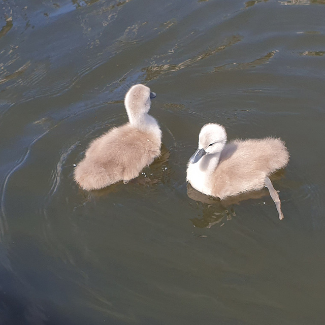 Cygnets