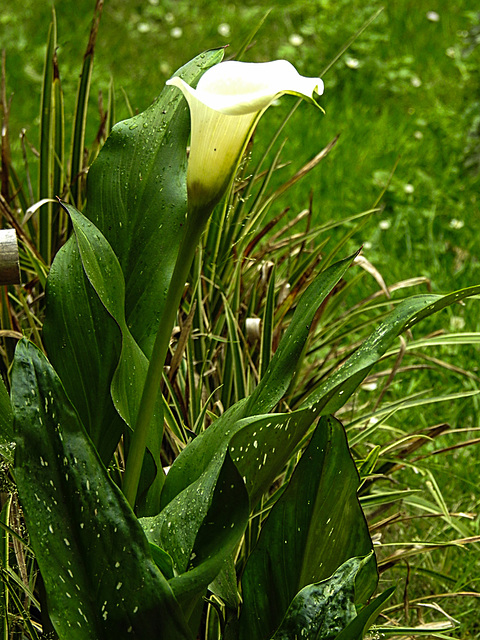 20200628 9260CPw [D~LIP] Gefleckte Calla (Zantedeschia albomaculata), Bad Salzuflen