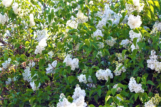 The beautiful white lilac